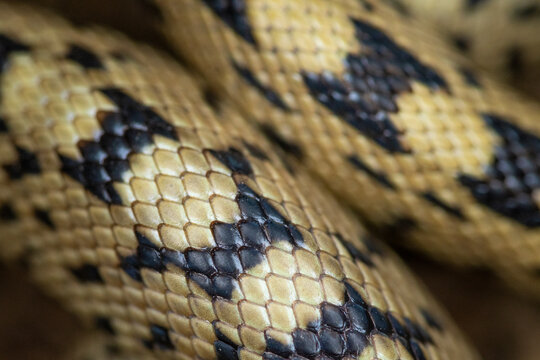 Detailed close-up of a Zamenis scalaris, ladder snake