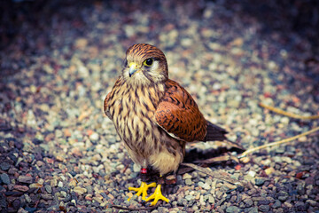 red tailed hawk