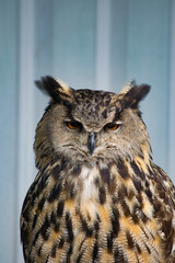 horned owl