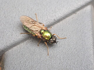 Broad Centurion fly (Chloromyia formosa)