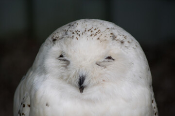 snow owl