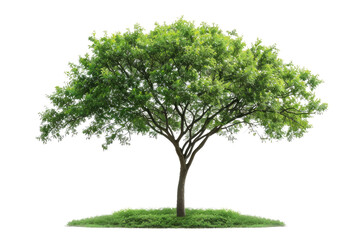 Obraz premium one Green tree isolated on white, Green trees isolated on transparent background forest and summer foliage for both print and web with cut path. PNG