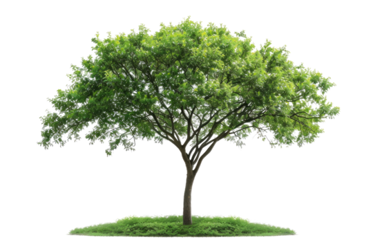 one Green tree isolated on white, Green trees isolated on transparent background forest and summer foliage for both print and web with cut path. PNG