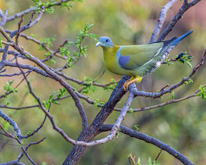 A Yellow Footed Green Pigeon
