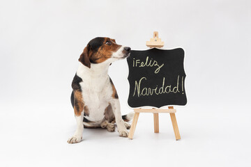 Perrito pequeño marrón con blanco y negro sentado al costado de una pizarra negra que dice Feliz...