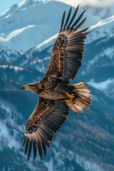 Elegant eagle soaring over mountain range, clear blue sky, high angle shot, detailed feathers, expansive natural landscape