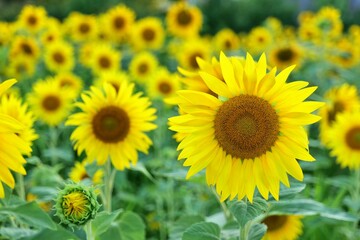 해바라기, flower, 들판, 네이처, 여름, yellow, sky, 경작, 식물, 해바라기, 태양, blue, 똑똑하다, 블로섬, 식물, 미, 나뭇잎, 개화, flower, 식물, 농장, 변색, 꽃, beautiful