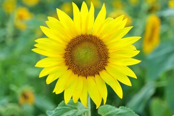 Obraz premium 해바라기, flower, 네이처, 여름, 들판, yellow, 식물, sky, 경작, 태양, 해바라기, 미, 똑똑하다, blue, 블로섬, 식물, 나뭇잎, 개화, flower, 식물, 변색, 농장, 곡류, beautiful