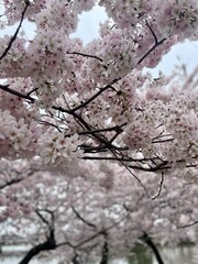 Spring Cherry Blossom Tress Pink Washington DC Monuments Mall