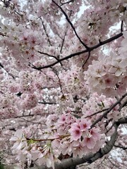Spring Cherry Blossom Tress Pink Washington DC Monuments Mall