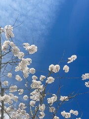 Spring Cherry Blossom Tress Pink Washington DC Monuments Mall