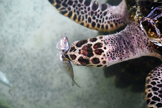 Hawksbill turtle is eating fish in a tank.