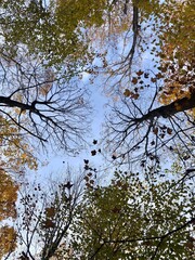 Fall Autumn Autumnal Foliage Leaves Trees