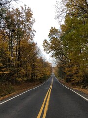 Fall Autumn Autumnal Foliage Leaves Trees