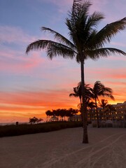 Palm Tree Scene Beach Night Sunset Silhouette 