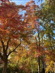 Fall Autumn Autumnal Foliage Leaves Trees