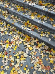 Fall Autumn Autumnal Foliage Leaves Trees