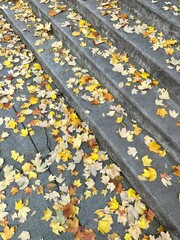 Fall Autumn Autumnal Foliage Leaves Trees