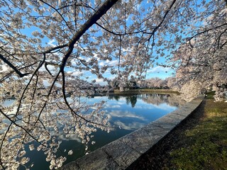 Spring Pink Cherry Blossom Tree Washington DC