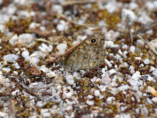 Wall brown butterfly (Lasiommata megera 