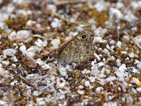 Wall brown butterfly (Lasiommata megera "saltacercas") on the ground