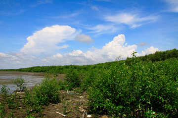 Obraz premium The Beauty of Tropical Mangroves by the Shore