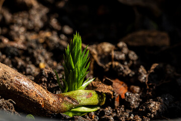 Mudas de Araucária, broto pinhão,  germinação de sementes, Macro Fotografia