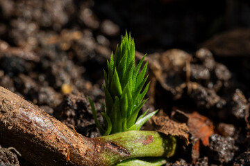 Mudas de Araucária, broto pinhão,  germinação de sementes, Macro Fotografia
