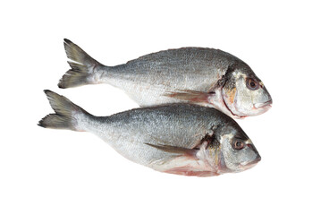 Two scaled dorado fish on white background.
