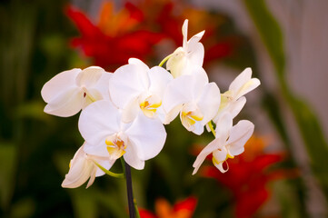 Multi-color orchid in an urban nursery space, a space surrounded by nature and vibrant color bathed in natural light, pollen and photosynthesis.
