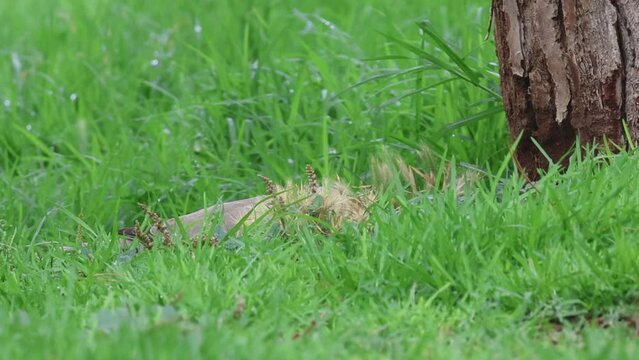 T&oacute;rtola Streptopelia decaocto buscando materiales para el nido en un parque publico de la ciudad, Alcoy, Espa&ntilde;a