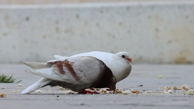 Dos palomas urbanas comiendo migas de pan que le facilitan los vecinos, Alcoy, Espa&ntilde;a