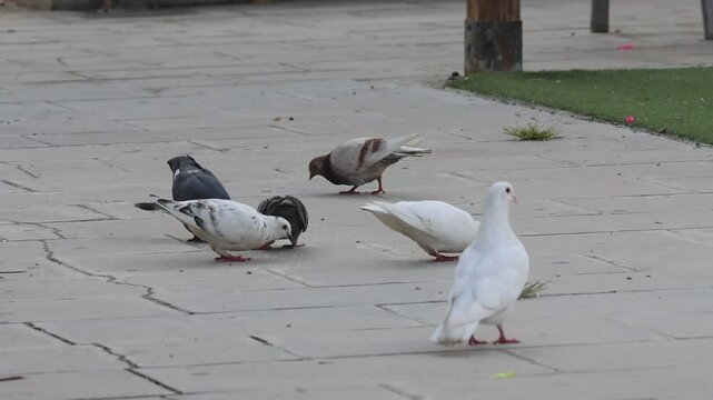 Grupo de palomas de ciudad comiendo en parque publico y una de ellas caga. Alcoy, Espa&ntilde;a