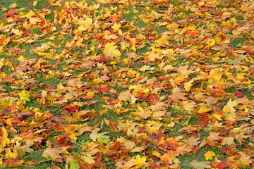 Bunte Ahornblätter im Herbst auf einer Wiese