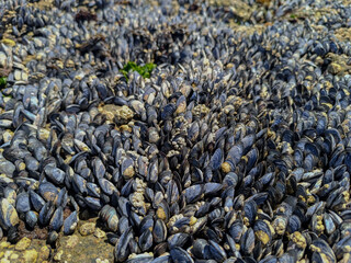 Detail of mussels on rock with blurred background