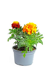 Tagetes im Blumentopf vor weißem Hintergrund