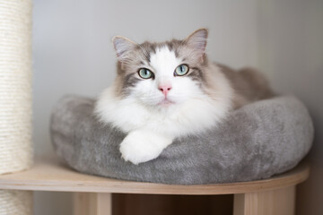 Ragdoll Mink Blue Bicolor