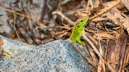 Lacerta agilis, sand lizard, on a sunny summer day near Landau, Isar, Bavaria, Germany