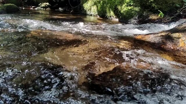 &Aacute;gua corrente de riacho da mata atlantica, floresta tropical em camera lenta,  
