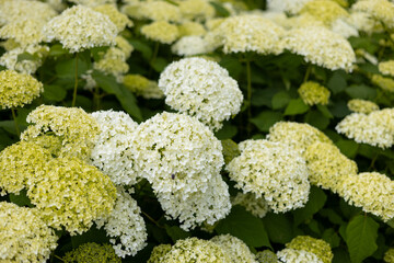 White Hydrangea in the Garden. Blooming white hydrangea plants in full bloom. Nature background