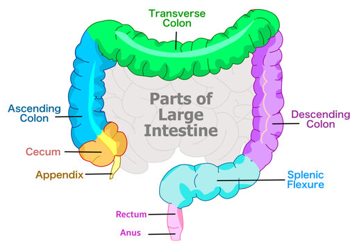 Large intestine colored parts diagram. Colon anatomy, ascending, transverse descending colon. Hepatic, splenic flexure. Colorful intestine, appendix, anal canal, anus, rectum. Vector illustration