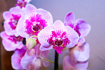 Multi-color orchid in an urban nursery space, a space surrounded by nature and vibrant color bathed in natural light, pollen and photosynthesis.