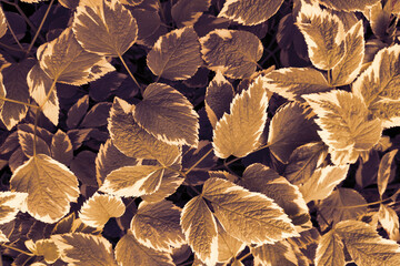 Botanical natural grass background with green leaves, copy space.Pattern for design,photo filter.Aegopodium Podagraria Variegata