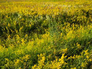 Obraz premium Yellow bedstraw, Galium verum L. Medicinal plant. It has antiseptic, tonic, choleretic, anti-inflammatory, analgesic, diuretic, antispasmodic effects. Grows in light deciduous forests, meadows