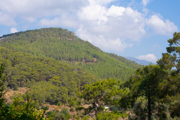 Naklejka premium Summer landscape with montains in fog and green fir trees with blue sky and clouds.Travel destination