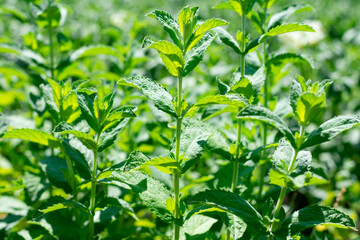 Obraz premium Green fresh peppermint plant bush is growing in countryside garden on summer sunlight. Harvesting and increasing medical herbs and aromatic seasoning