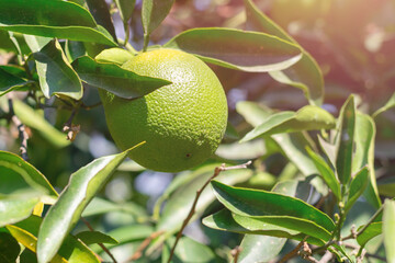 Green unripe, immature orange fruits on tree on blue sky and bright sunlight.Farming cultivation harvesting fruits on countryside, orchard