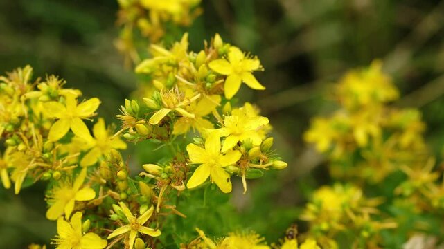 Hypericum perforatum, known as perforate St John's-wort, common Saint John's wort and St John's wort, is a flowering plant in the family Hypericaceae. 