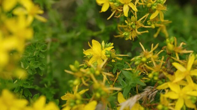 Hypericum perforatum, known as perforate St John's-wort, common Saint John's wort and St John's wort, is a flowering plant in the family Hypericaceae. 
