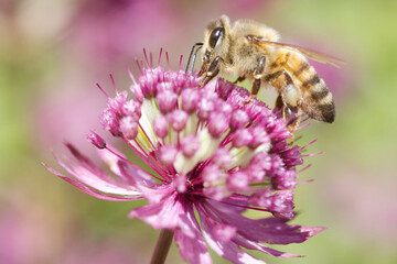 Bee on a purple Great Masterwort flower.